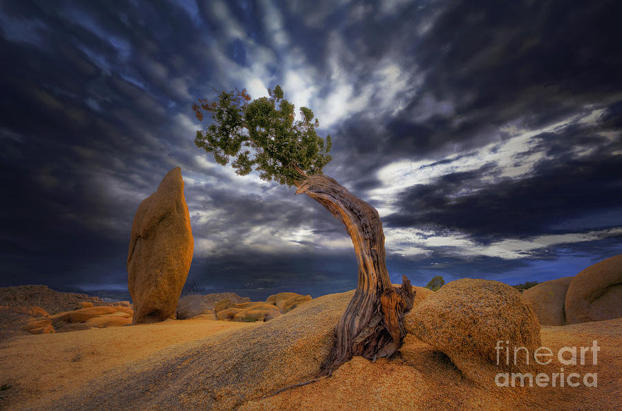 Joshua Tree National Park Photograph - Forces of Nature by Marco Crupi