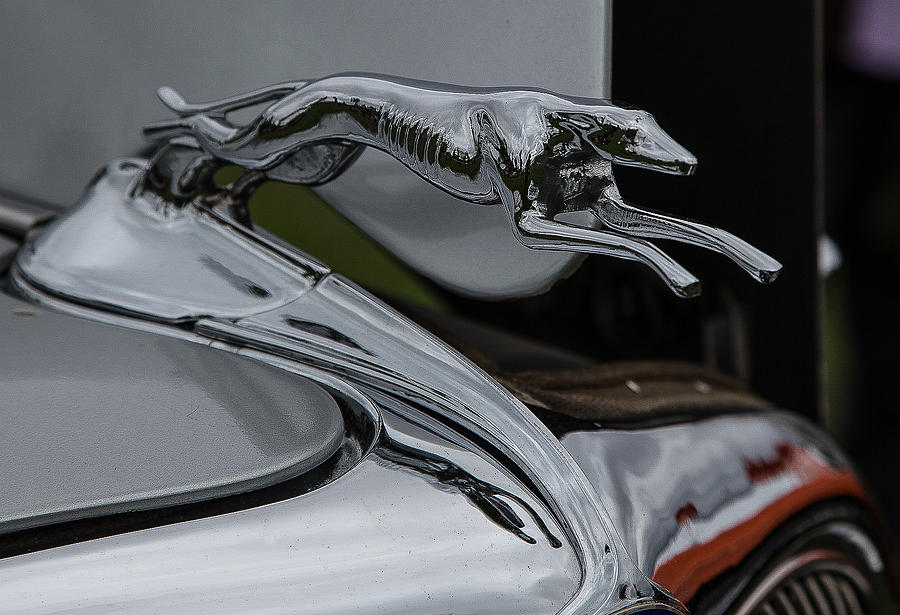 Ford Greyhound Ornament Photograph by Mike Turner - Fine Art America