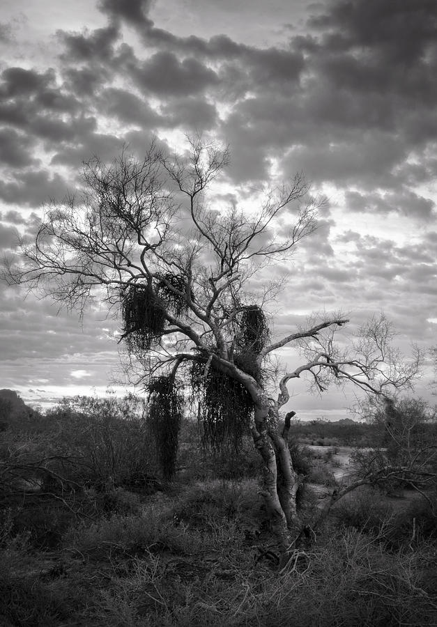 Foreboding Skies Photograph by Saija Lehtonen