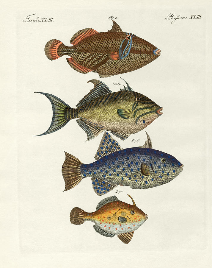 Fish Drawing - Foreign fish by Splendid Art Prints