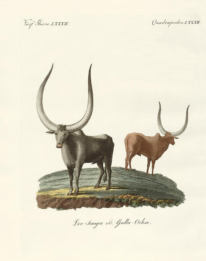 Mammal Drawing - Foreign mammals by Splendid Art Prints