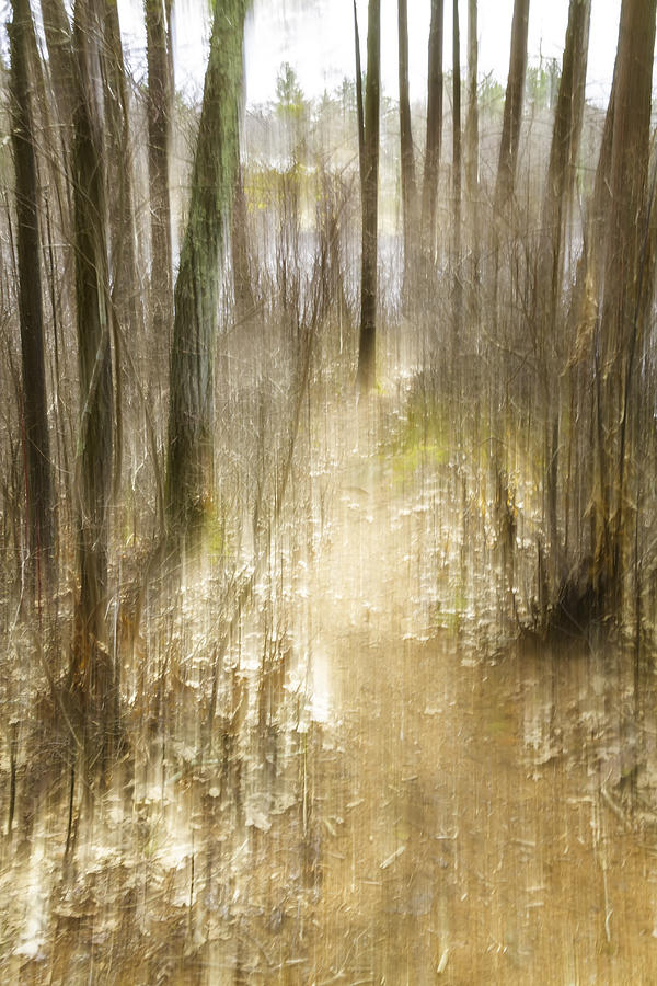 Forest Abstract 2686 Photograph by Karen Celella