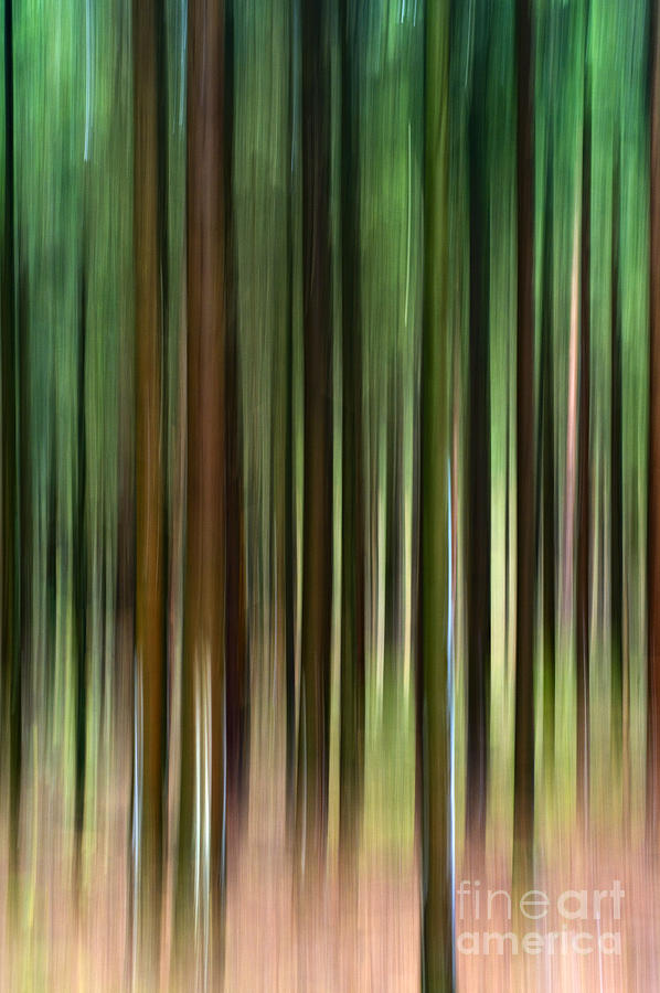 Forest Abstract Photograph by David Lichtneker