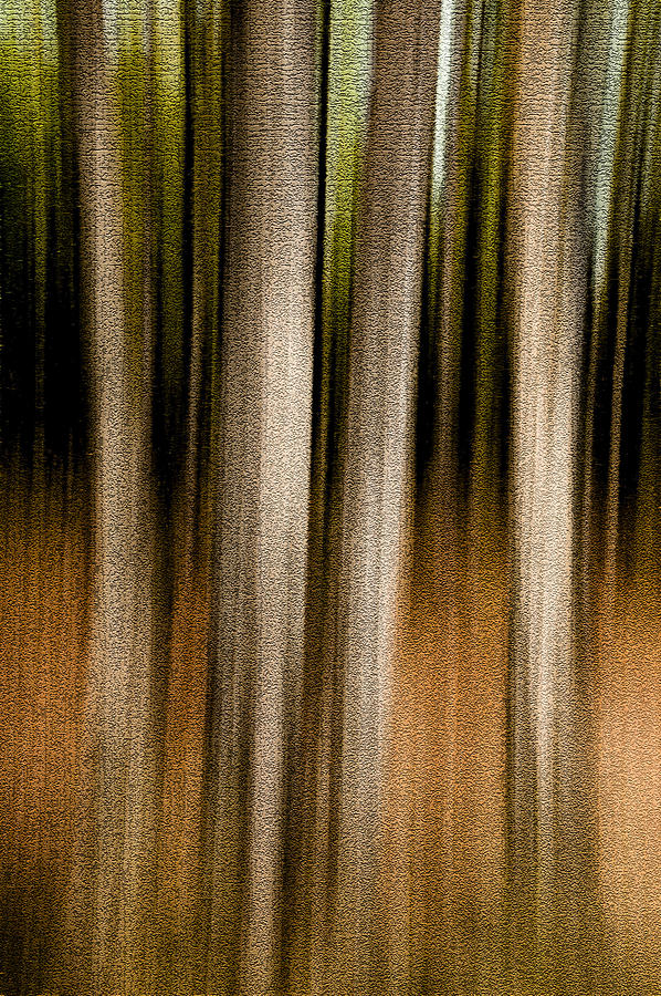 Forest Abstract. Foursome Photograph by Rob Huntley
