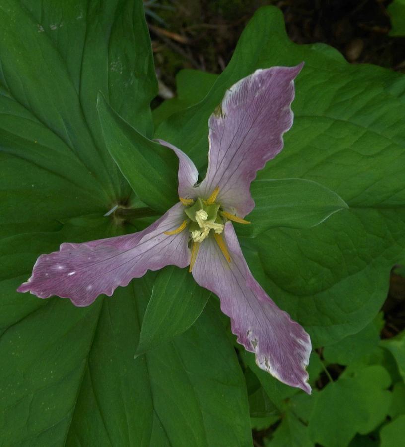 Forest Accent Trillium Photograph by Charles Lucas
