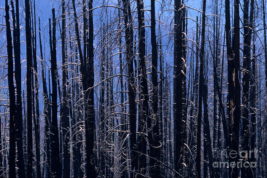 Sawtooth National Recreation Area Photograph - Forest After Fire by William H. Mullins