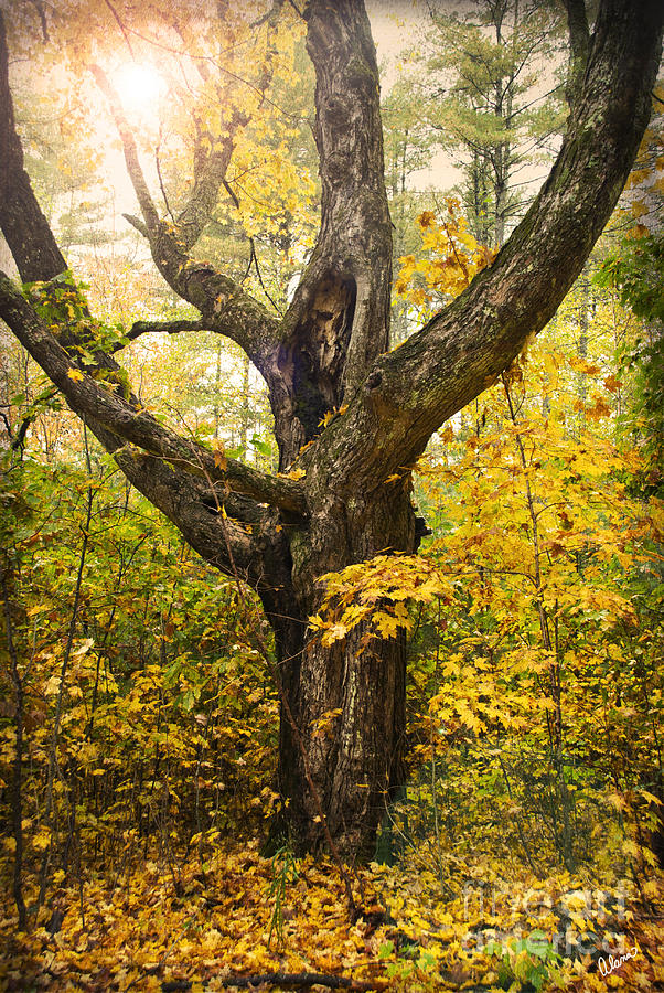 Fall Photograph - Forest by Alana Ranney