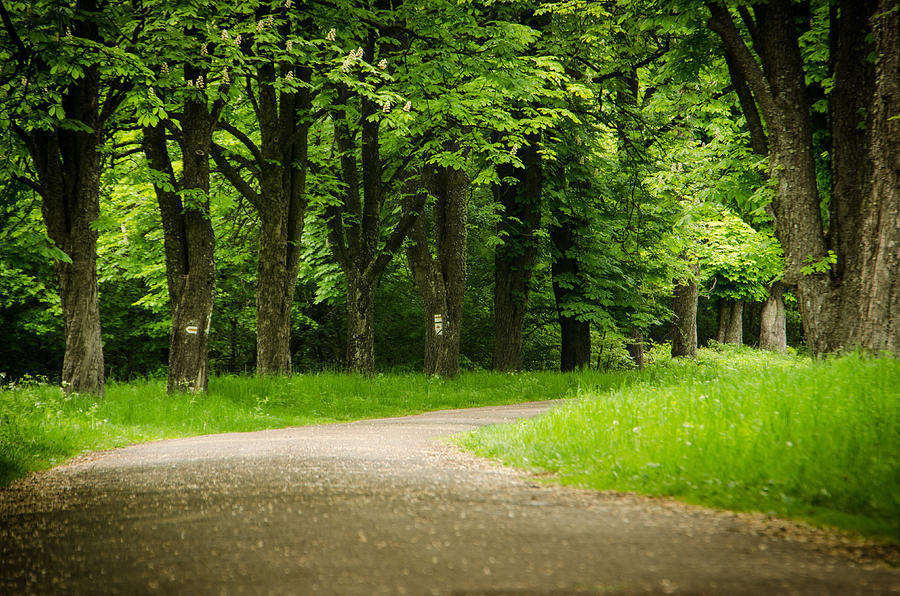 Forest alley Photograph by Gabor Balazs Kiss - Fine Art America