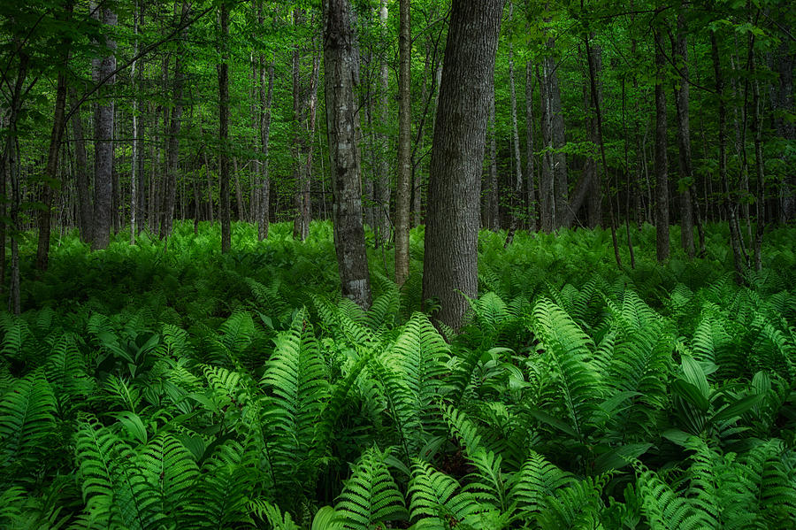 Forest and Ferns Photograph by Darylann Leonard Photography