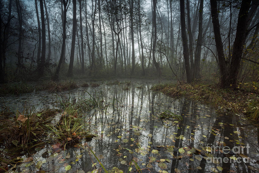 Forest and swamp in the mist north Italy Photograph by Matteo Colombo