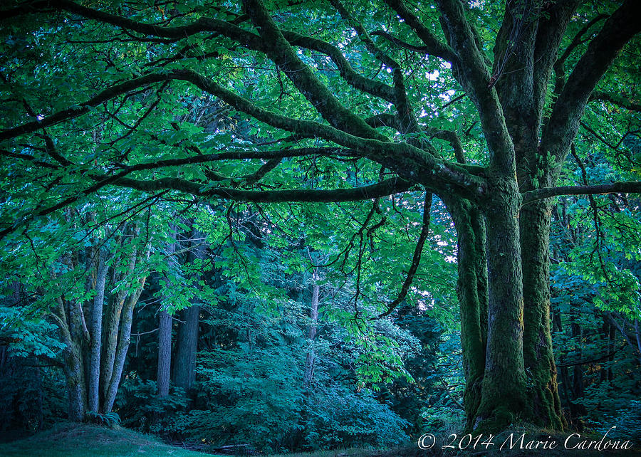 Tree Photograph - Forest at Dusk by Marie  Cardona