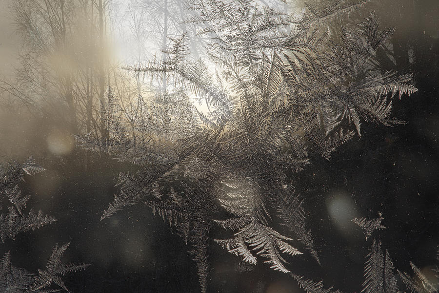 Forest at sunset seen through frost covered window Photograph by Ulrich Kunst And Bettina Scheidulin