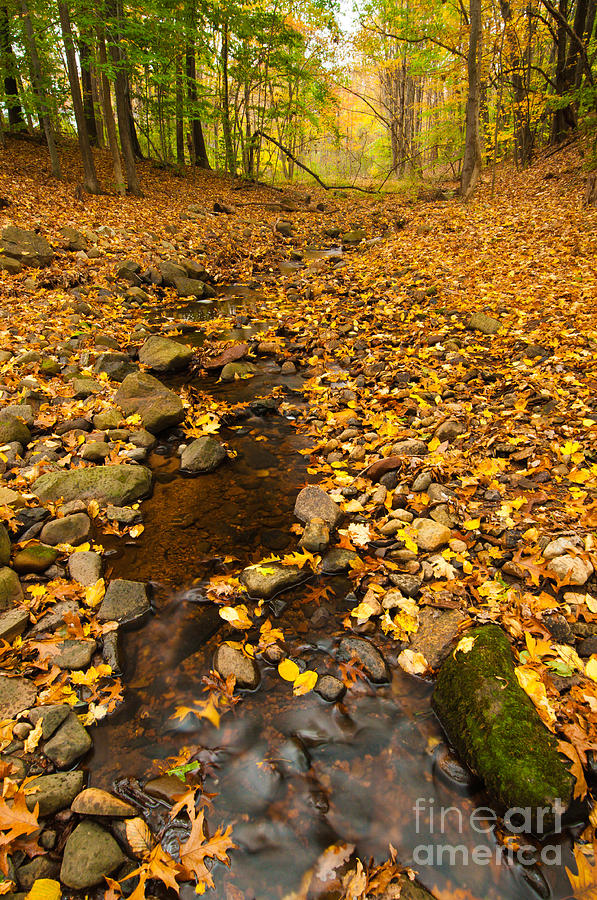 Forest - Autumn Creek at Meriden Photograph by JG Coleman