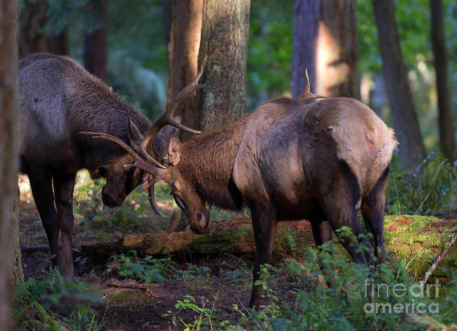 Bull Photograph - Forest Battle by Michael Dawson