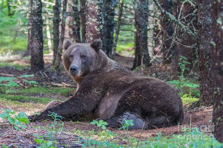 Forest Bear Photograph by Chris Scroggins