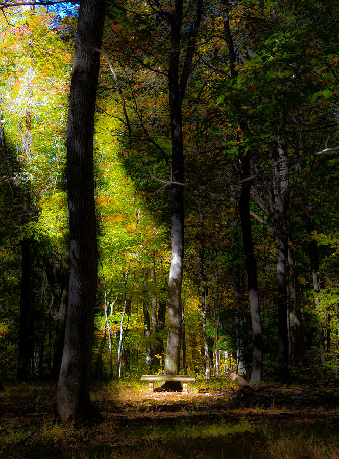 Forest Bench Photograph by Jonny D