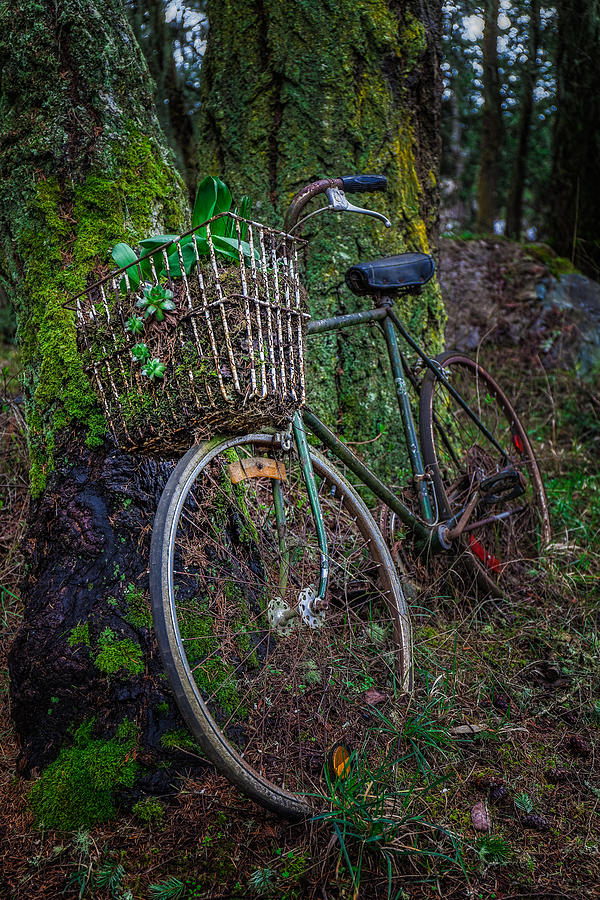 Tree Photograph - Forest Bike by Thomas Hall