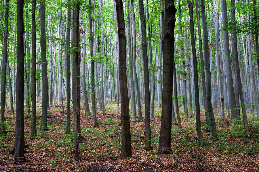 Forest, Bükki  Nemzeti Ntl. Park Photograph by Chlaus Lotscher