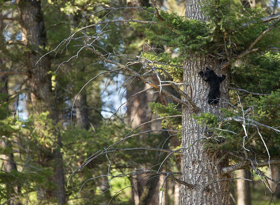 Forest Black Bear Cub Photograph by Max Waugh