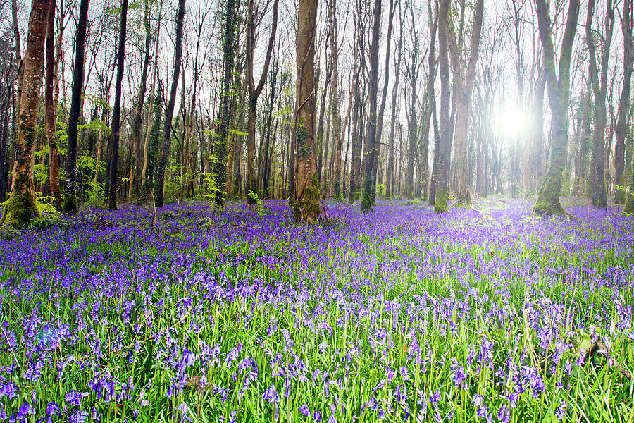 Forest Bluebells Photograph by Image By Catherine Macbride