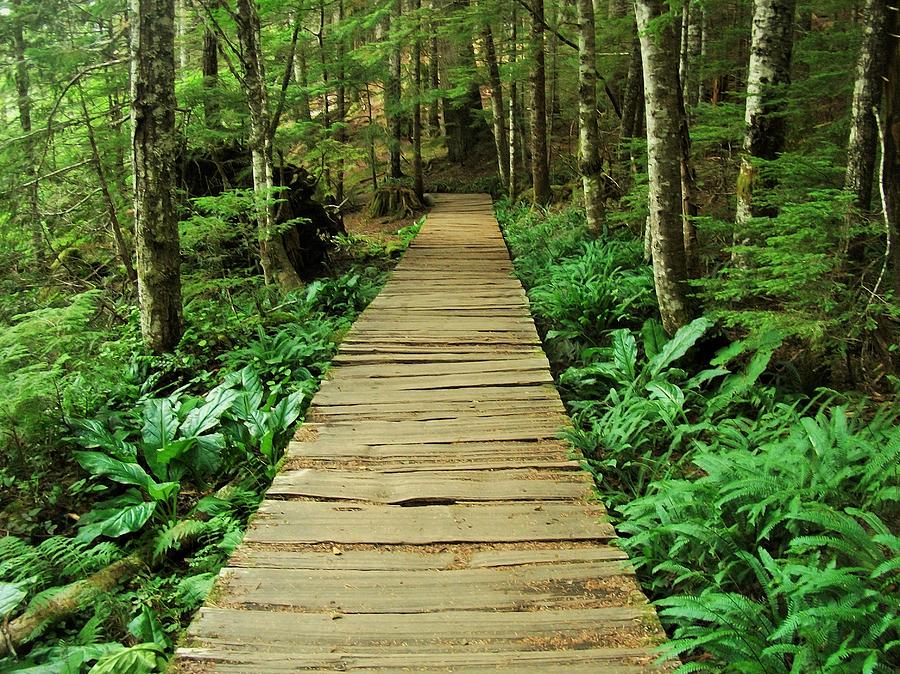 Forest Boardwalk Photograph by Ed Sykes