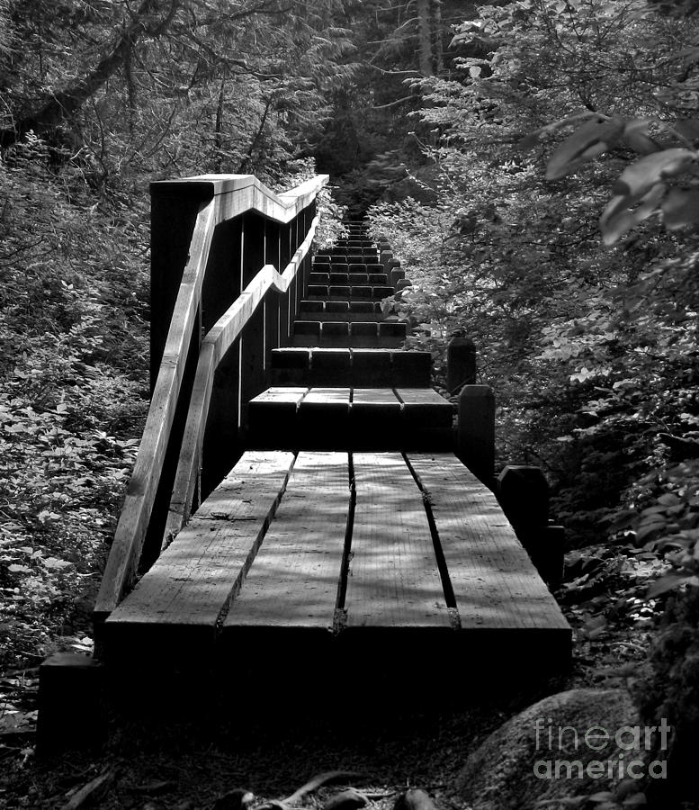 Forest Boardwalk Photograph by Laura  Wong-Rose