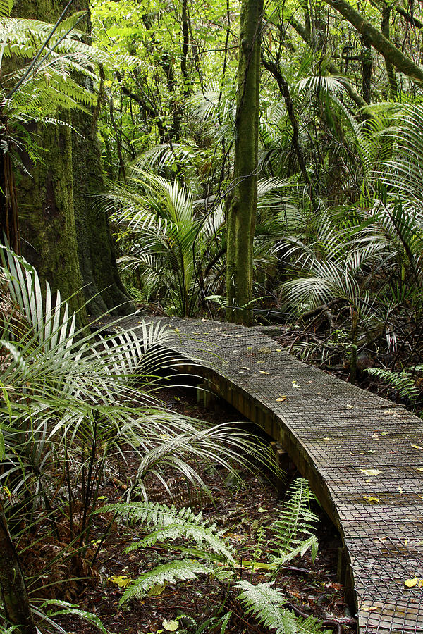 Forest boardwalk Photograph by Les Cunliffe