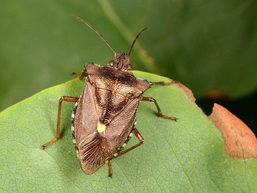 Forest Bug Photograph by Nigel Downer