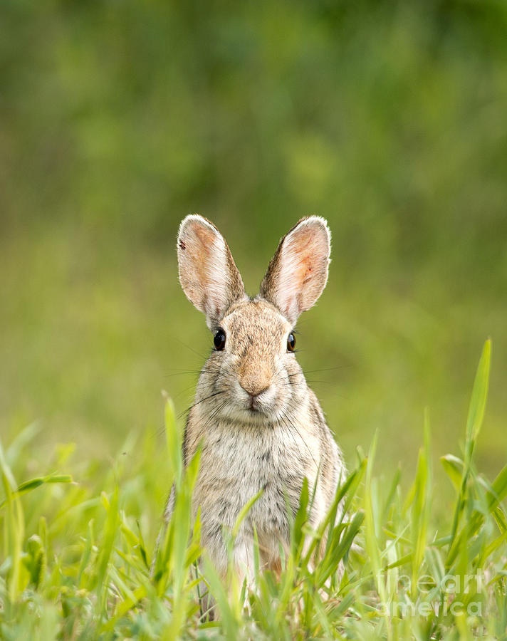 Forest Bunny Photograph by Shannon Carson