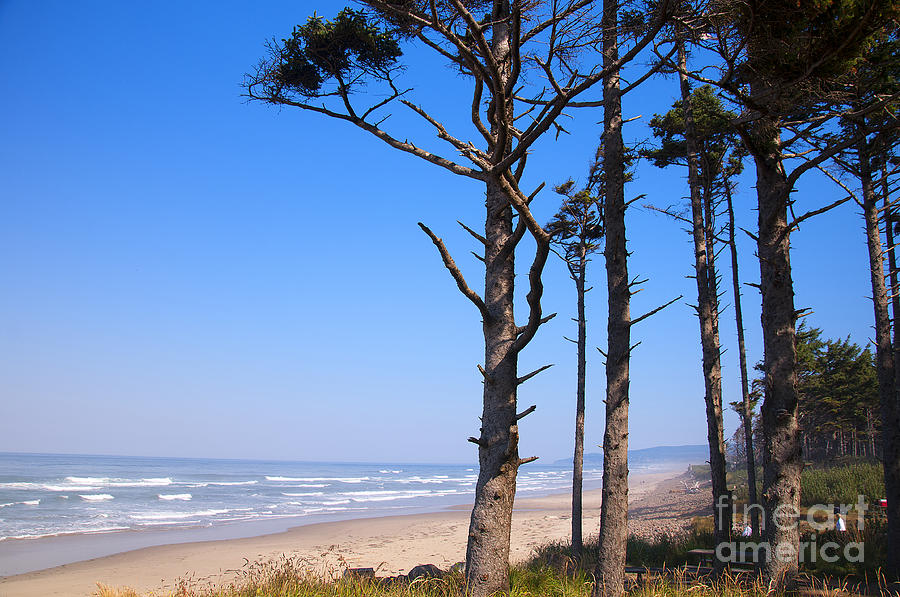 Forest by the Sea Photograph by Brenda Kean