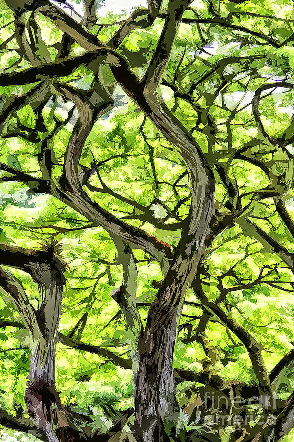 Forest Canopy 2 Photograph by Stefan H Unger