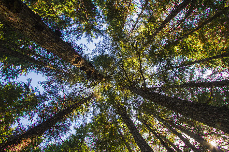 Forest canopy Photograph by Kyle Lavey