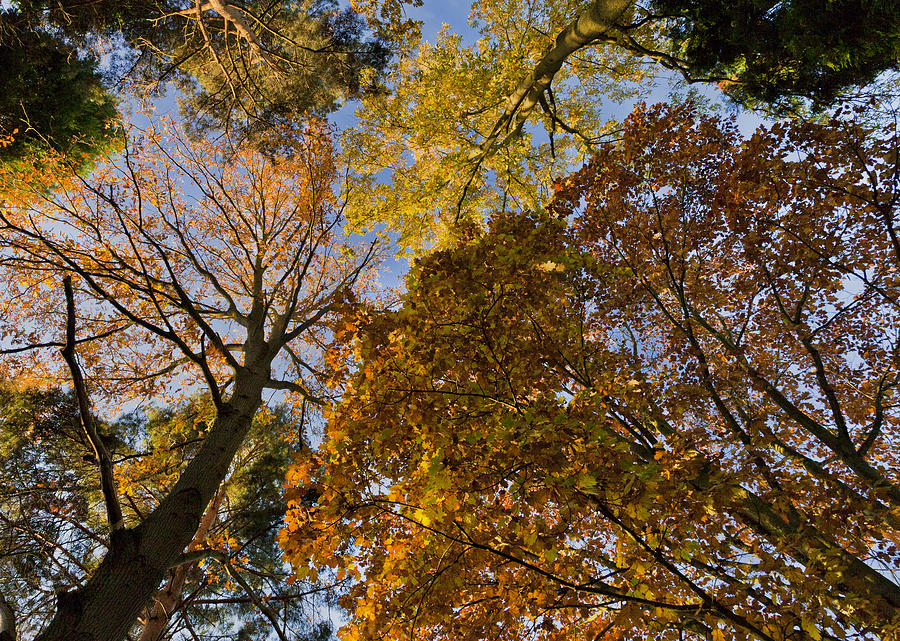 Forest Canopy Photograph