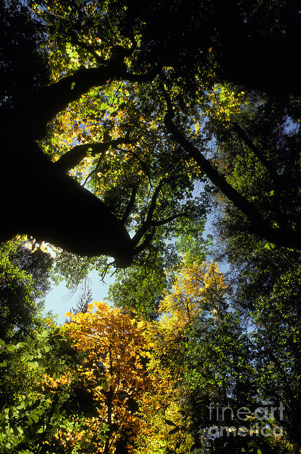 Forest Canopy Photograph by Ron Sanford