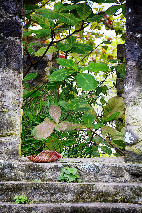 Forest Canopy Through the Door of the Ruins V2 Photograph by Douglas Barnard