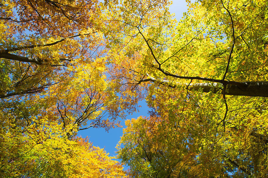 Forest Canopy - Trees With Green Yellow And Orange Leaves Photograph