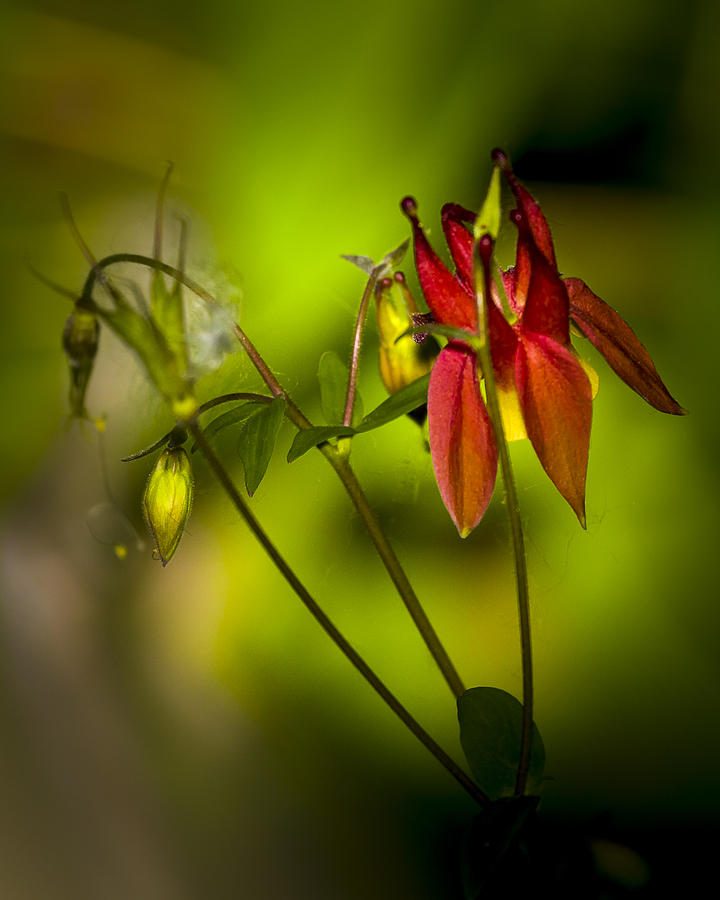Forest Columbine  Photograph by Jack R Perry