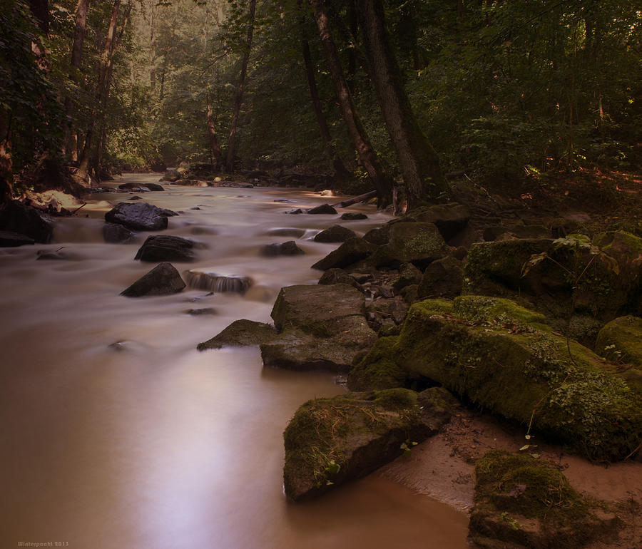 Forest Creek Photograph by Miguel Winterpacht