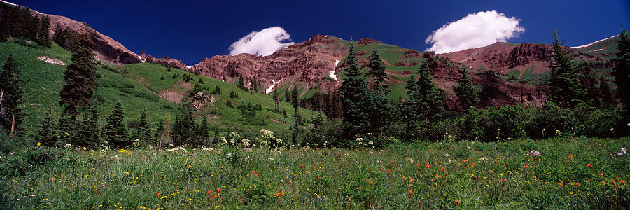 Nature Photograph - Forest, Crested Butte, Gunnison County by Panoramic Images