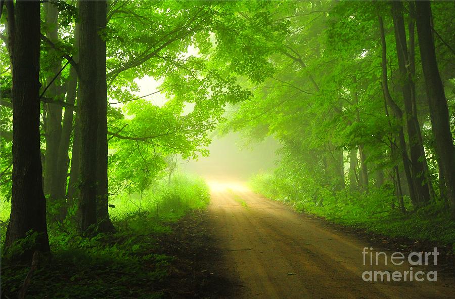 Nature Photograph - Green Forest Dawn by Terri Gostola