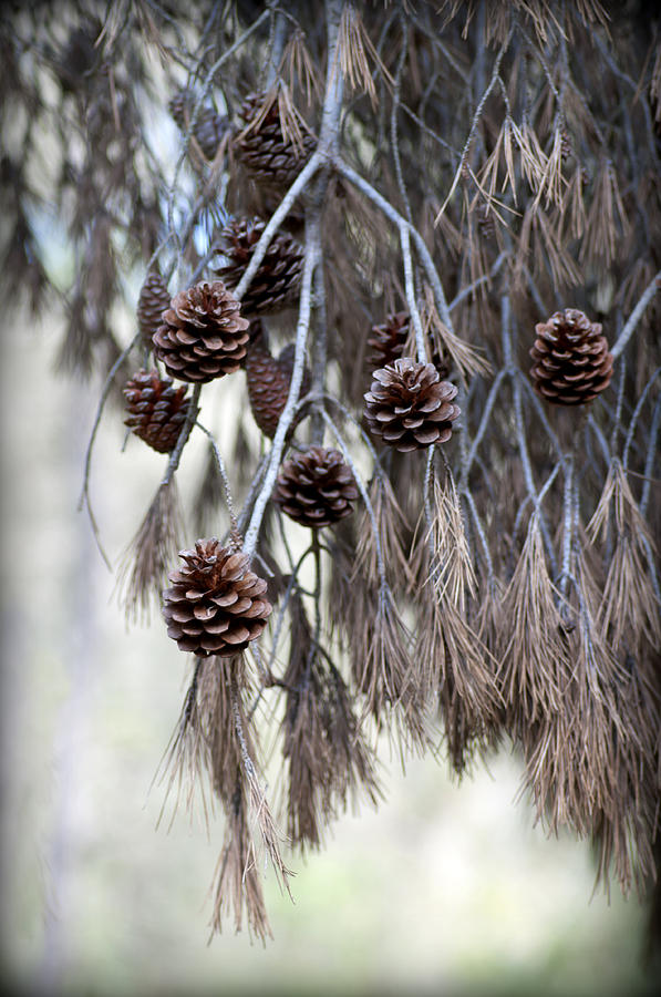 forest decoration - A pine tree give us a natural autumn decoration  Photograph by Pedro Cardona Llambias