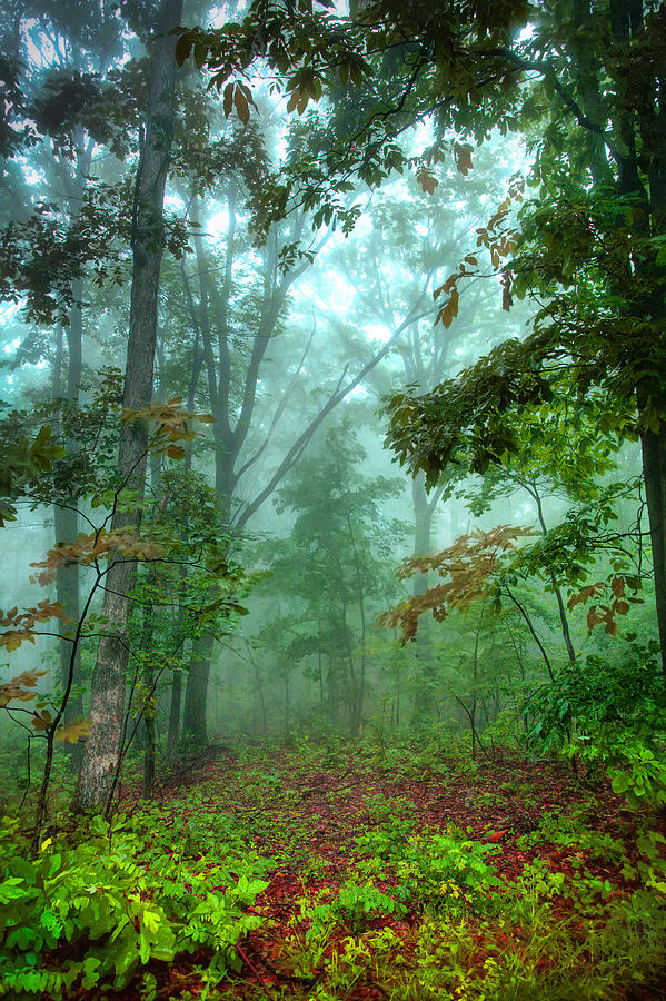 Forest Deep - Forest Green Photograph by Dan Carmichael
