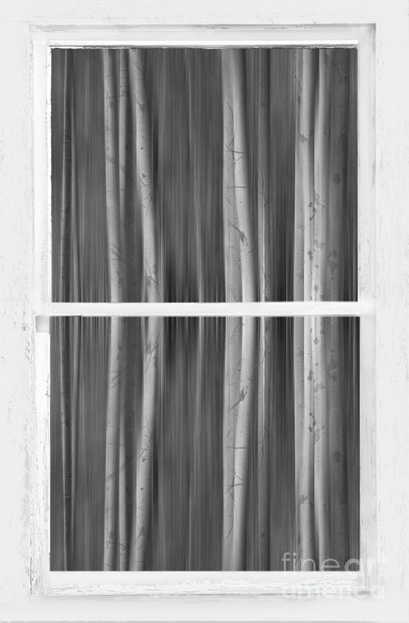Forest Dream Through White Rustic Distressed Window BW Photograph by James BO Insogna
