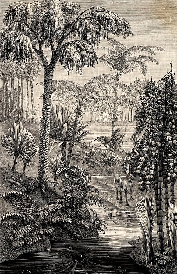 Forest During The Carboniferous Period Photograph by Universal History Archive/uig