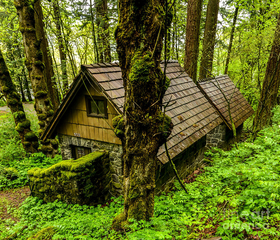 Forest Dwelling - Oregon Rainforest Photograph by Gary Whitton