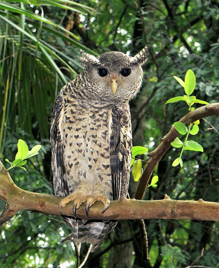 Forest Eagle Owl Photograph by K Jayaram/science Photo Library