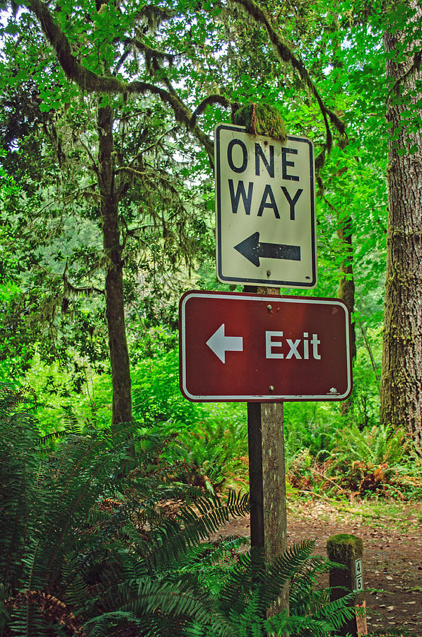 Forest Exit Photograph by Tikvahs Hope