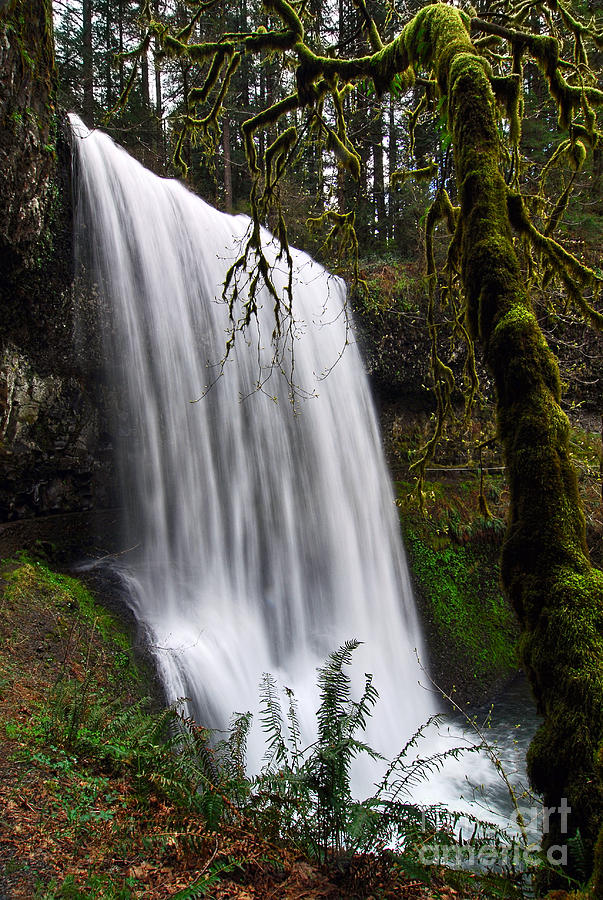 Nature Photograph - Forest Falls - Waterfall in the Silver Falls State Park in Oregon by Jamie Pham