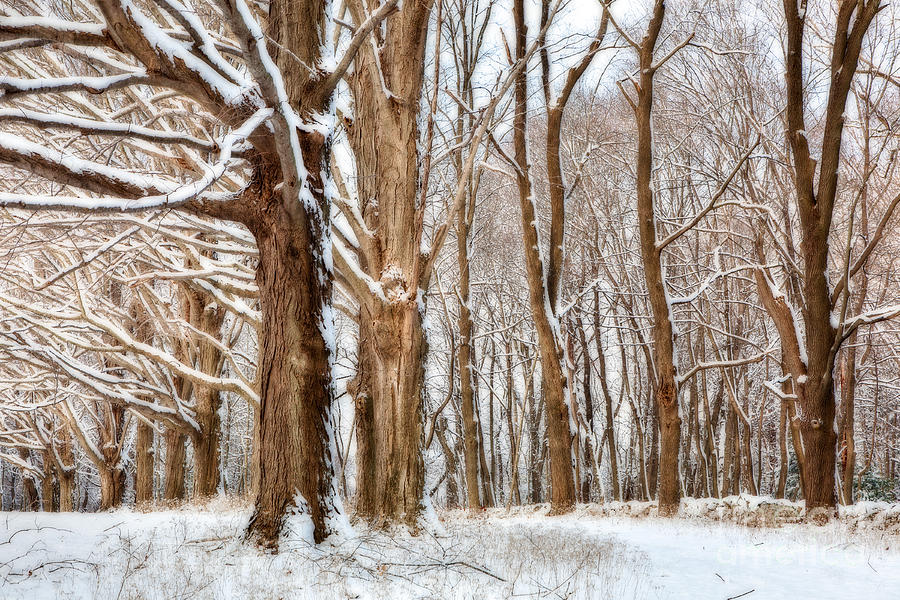 Winter Photograph - Forest Fantasy by Susan Cole Kelly