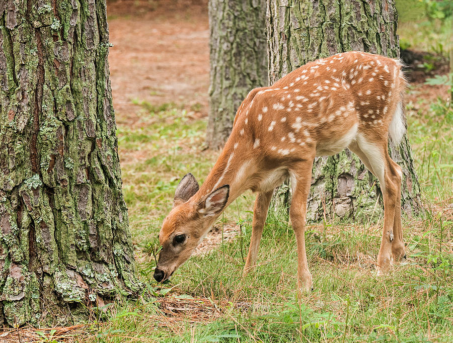 Forest Fawn Photograph by Lara Ellis